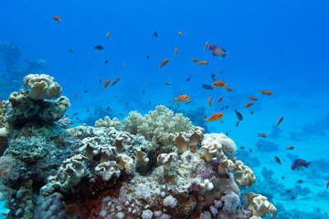 coral reef  with exotic fishes anthias in tropical sea