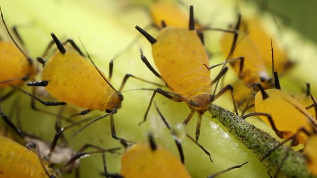 Oleander Aphids (Aphis nerii)