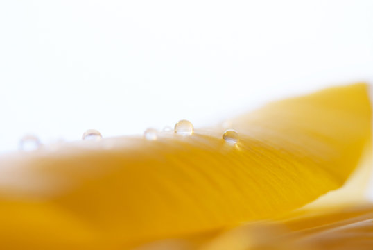 Close Up Of Tulip Petal With Water Drop