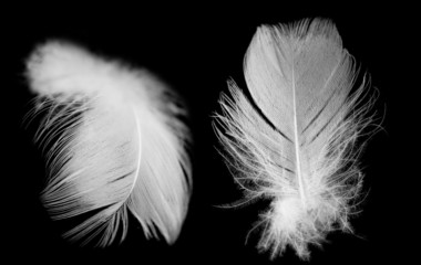 Obraz premium white feather of a bird on a black background