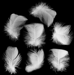 Obraz premium white feather of a bird on a black background
