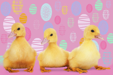 Süße Osterküken
