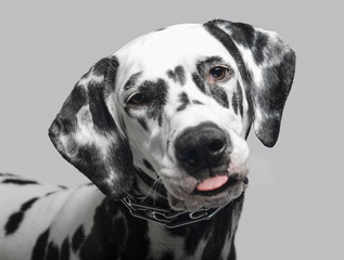 Dalmatian dog shows tongue