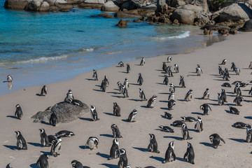 Pinguin Colony in South Africa
