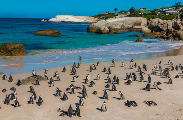Pinguins in Cape Town South Africa