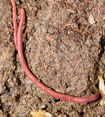 red worms in compost - bait for fishing