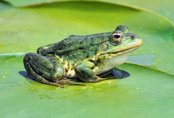 Marsh frog on the lake