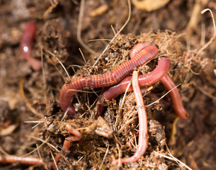 red worms in compost - bait for fishing