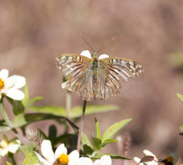 butterfly on a flower in nature