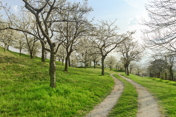 Weg zur Kirschplantage