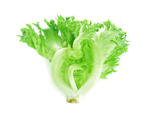 lettuce isolated on white background