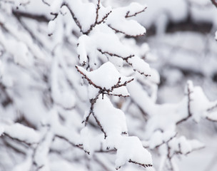 snow on the branches of a tree