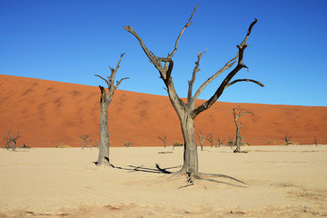 Dead Vlei, Sossusvlei, Namibia