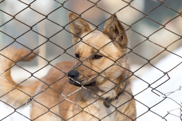 angry dog behind a fence