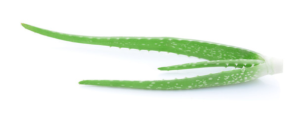 aloe vera fresh leaf isolated on white