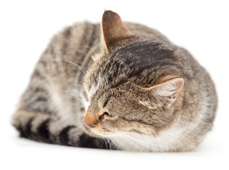 cat sleeping on a white background