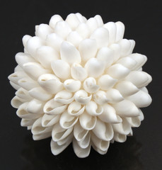 White Seashell Ball