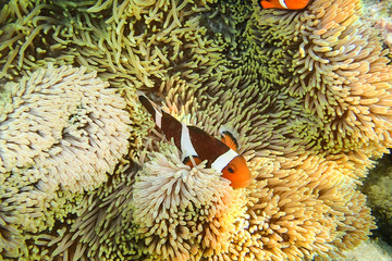 Poisson clown et anémone