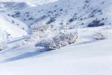 Fototapeta na wymiar winter tree in nature
