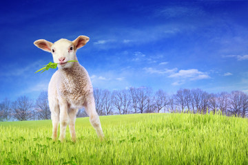 Young lamb in green grass
