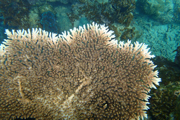 Corail