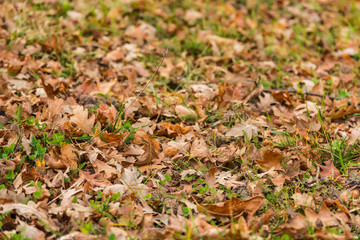 Foglie cadute in autunno