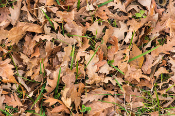 Foglie cadute in autunno