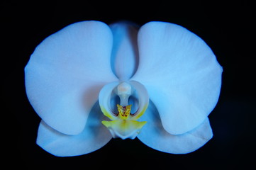 Orchidee