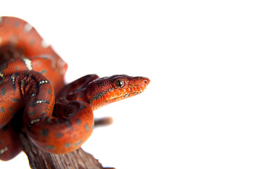 Emerald tree boa, 2 days old, isolated on white