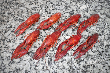 Red lobsters on grey worktop in rows