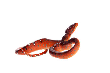 Emerald tree boa, 2 days old, isolated on white