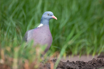 Common Wood Pigeon