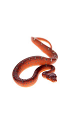 Emerald tree boa, 2 days old, isolated on white