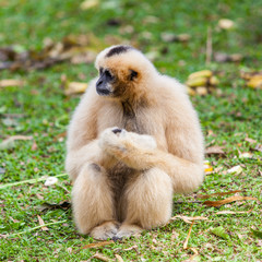 Handed Gibbon