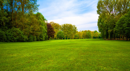 Plakat green field. Beautiful Landscape. grass and forest
