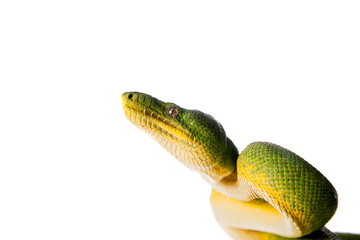 Emerald tree boa isolated on white background