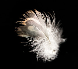 feather on a black background