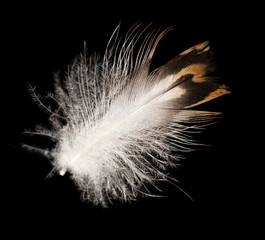 feather on a black background