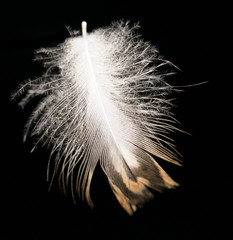 Obraz premium feather on a black background