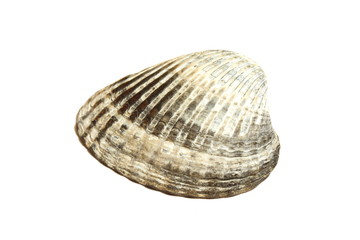 Ракушка моллюска