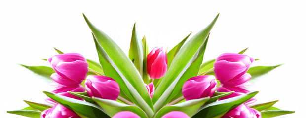 Pink tulips background.