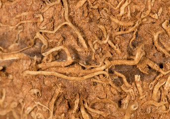 peel the coconut as a background. super macro