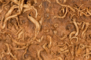 peel the coconut as a background. super macro