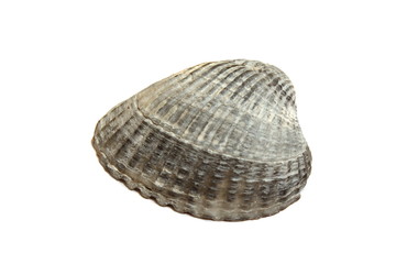 Ракушка кардиума