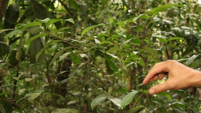 Coca bush (Erythroxylum sp.) growing wild, Ecuador