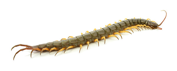 closeup of one brown centipede on white background