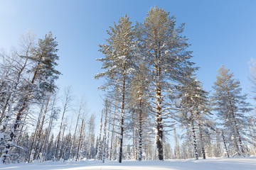 Fabulous pine winter forest on background of blue sky