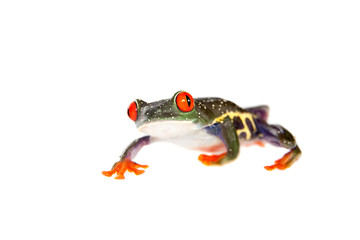 Red eyed tree frog at night on white background