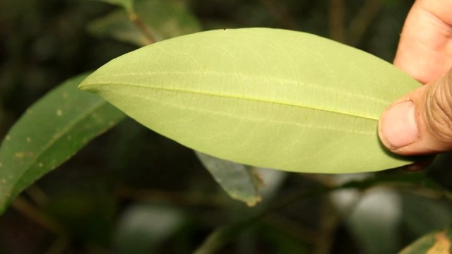 Coca bush (Erythroxylum sp.) growing wild, Ecuador