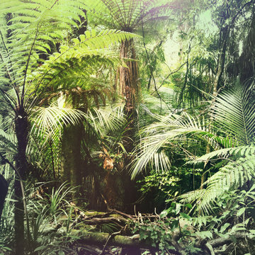 Fototapeta Tropical jungle forest greenery